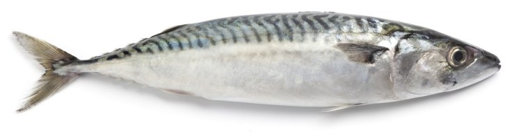 Cantina Social - Sgombro